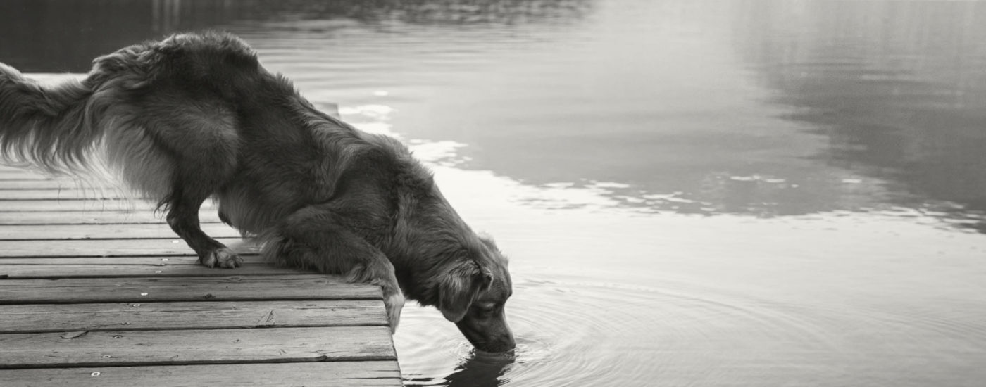 dog drinking from the river